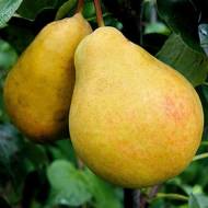 Саджанець Груша Лимонка в контейнері